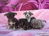BEAUTIFUL CHIHUAHUA PUPPY AVAILABLE