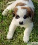 Saint Bernard Pup Girl