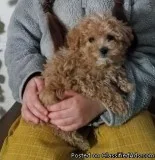 Brice Male Toy Poodle
