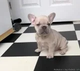 Awesome French Bullies Available