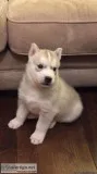 PURE BRED BLUE EYES Husky Puppies .Ready Now for forever homes