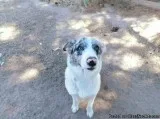 Australianblue heeler mix