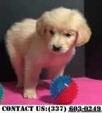 Talented Golden Retriever Puppies for adoption
