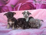 ADORABLE SWEETNATURED CHIHUAHUA PUPPIES