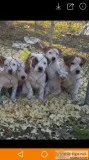 Free puppies