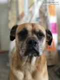 2 boxer mix dogs