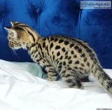 boy and girl savannah kittens