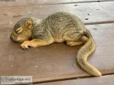 Baby squirrel lost both parents needs your help...