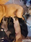 Puppies