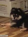 stunning black and tan pomeranian puppy