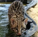 Ocelot cat availabel