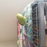 Parrotlet and Cage