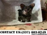 Efficient Yorkshire terrier Puppies for Adoption
