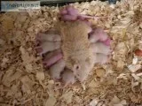 African Soft Furred Rats    Snake Food