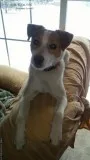 JACK RUSSELL TERRIERS OF BOICE FAMILY FARM