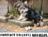 Favorable Yorkipoo Puppies for Adoption