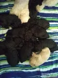 Standard Poodle Puppies