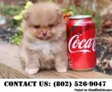 Deserving Pomeranian Puppies for adoption