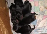 Silky Yorkshire Terrier puppies