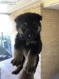 AKC German Shepherd Puppies