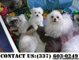 Wise Pomeranian Puppies for adoption