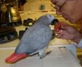 Well Trained Male And Female African Grey Parrots