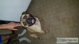 Boxer mix female