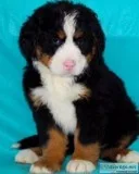 Mason Male Bernese Mountain Dog AKC