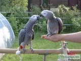 Hand Reared Baby African Grey. - For Sale