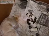 AKC SHIH TZU PUPS