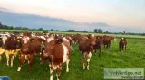 DairyMilking Shorthorn Replacement Heifers