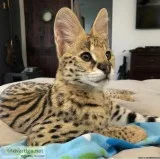 beautiful savannah and serval cats ready