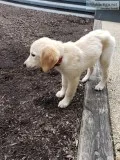 2 months golden retriever for sale