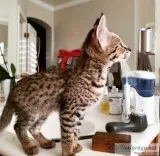 cute savannah f1 and f2 kittens for ready