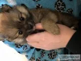 Pomeranian puppies