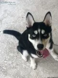 5 mo Siberian Husky Pup