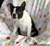 Sara Female Boston Terrier