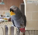 Wonderful Clear Talking African Grey Parrots