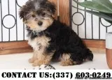 Talented Yorkipoo Puppies for Adoption
