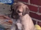 Litter of 10 Kangal Puppies Born January 25th 2019