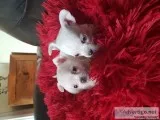 Purebred Applehead Miniature Long Haired Chihuahuas