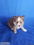 Ollie