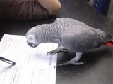 African grey parrot for a good home