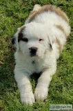 Saint Bernard Pup Boy