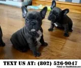Trustworthy French Bulldog Puppies for adoption