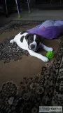 American Bandogge Mastiff pup
