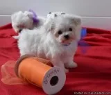 Healthy Maltese Puppies Ready Now