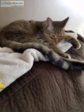cat kitten declawed neutered house and litter box included