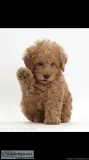 Looking For Labradoodle And Golden Doodle Puppies