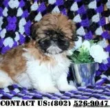 Clever Shih Tzu Puppies for Adoption